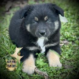 Jolly rancher - Black tri female Miniature Australian Shepherd puppy in El Dorado Springs, Missouri from HP Aussie Kennels