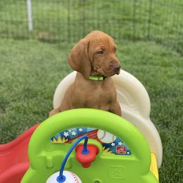 Vizsla Puppies from Utah Vizsla’s