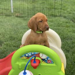 Vizsla Puppies from Utah Vizsla’s