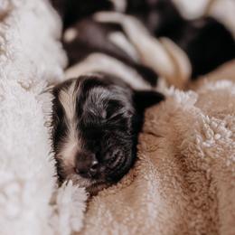 Newfoundland Puppies from Kinson Ridge Giants