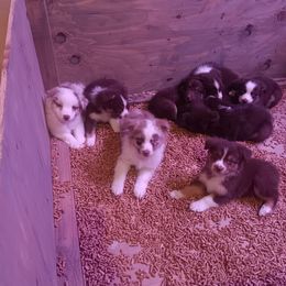 Australian Shepherd Puppies from Van Huitt Australian Shepherds