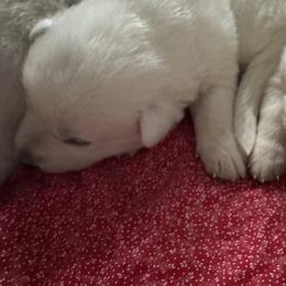 Xena - White female German Shepherd puppy in Perkasie, Pennsylvania from Twila Ruth Herot