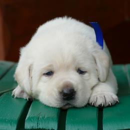 Labrador Retriever Puppies from Pure Joy Labradors