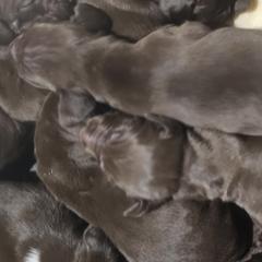 Akbashes, German Shorthaired Pointers, Sporty Mixes, and Weimaraners from Lazy Hearts Kennel
