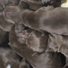 Akbashes, German Shorthaired Pointers, Sporty Mixes, and Weimaraners from Lazy Hearts Kennel