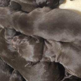 Akbashes, German Shorthaired Pointers, Sporty Mixes, and Weimaraners from Lazy Hearts Kennel