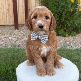 Flash - Red  male Goldendoodle puppy in Las Vegas, Nevada from Bridges Goldendoodles
