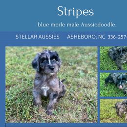 Stripes - Blue merle male Aussiedoodle puppy in Asheboro, North Carolina from Stellar Aussies
