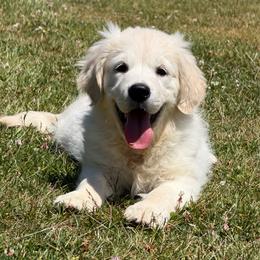Chiquita - Light golden female Golden Retriever puppy in Spanaway, Washington from 11 Oaks Kennels
