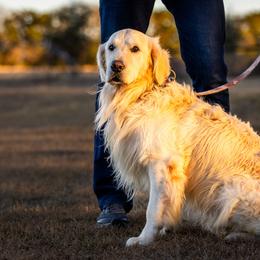 Rogue - Golden Retriever