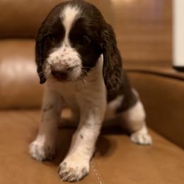 Beaufort - Liver and white male English Springer Spaniel puppy in Arcadia, Florida from Redemption Fields Springer Spaniels