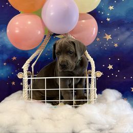 Anthony - Blue male Great Dane puppy in Westland, Michigan from Lazuli Great Danes