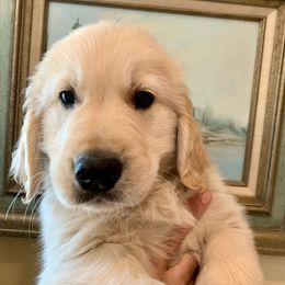 Rhysand - Light golden Golden Retriever puppy in Michigan from Cider Ash Goldens