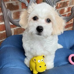 Emmy - White female Coton de Tulear puppy in Forney, Texas from Buttercup Cotons of Texas