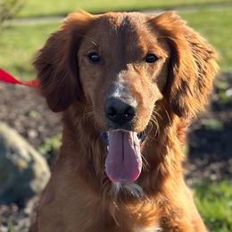 Charlie - Golden Retriever
