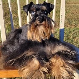 Katniss - Miniature Schnauzer