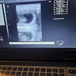 Dalmatian puppies from Mid-Michigan Dalmatians