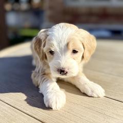 Chili (Orange) - female Golden Mountain Doodle puppy in Twin Falls, Idaho from Magic Valley Family Doodles