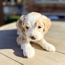 Chili (Orange) - female Golden Mountain Doodle puppy in Twin Falls, Idaho from Magic Valley Family Doodles