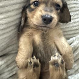 Dachshund Puppies from hHamilton Creek long haired mini dachshunds