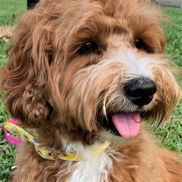 Cinnamon - Australian Labradoodle