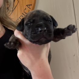 Dark Green Collar - Brindle male Boerboel puppy in Manitowoc, Wisconsin from Mae Boerboel