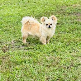 Winnie - Chihuahua