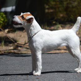 Jive - Jack Russell Terrier