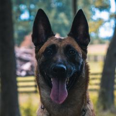 Malka - Belgian Malinois