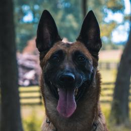 Malka - Belgian Malinois