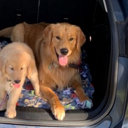 Golden Retrievers from River Down Goldens