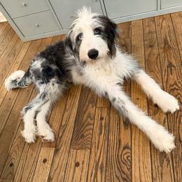 Australian Mountain Doodle puppies from Sassy Bob’s Dogs