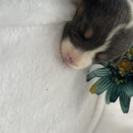 American Corgi and Pembroke Welsh Corgi Puppies from Wyndy Ridge Corgis