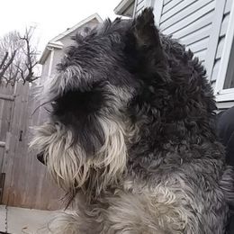 Miniature Schnauzers from Mini Schnauzers Champion Sired