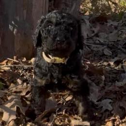 Dunkin - Black male Goldendoodle puppy in Arlington, Texas from Chambers Doodle Patch