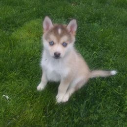 Pomsky Puppies from Promise Land Pomskies