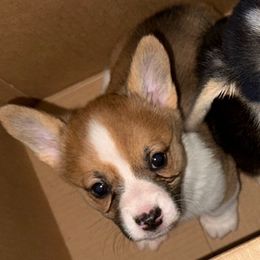 Female 2 - Sable female Pembroke Welsh Corgi puppy in Cooper, Texas from S7 Corgis and Chaos