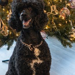 Diesel - Poodle