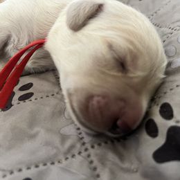 Girl 3 - Golden female Golden Retriever puppy in Gastonia, North Carolina from Crowders Creek Goldens