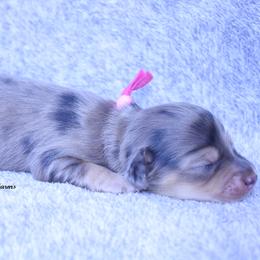 Giselle - Dapple female Dachshund puppy in Murray, Kentucky from Shadow Ridge Farms
