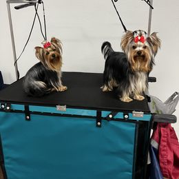 Yorkshire Terrier Puppies from Forget Me Knot Yorkies