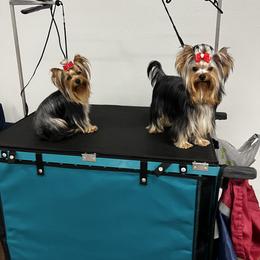 Yorkshire Terrier Puppies from Forget Me Knot Yorkies