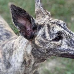 Simone - Greyhound