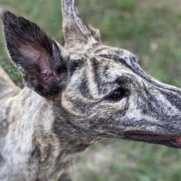 Simone - Greyhound