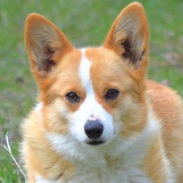 Josey - Pembroke Welsh Corgi