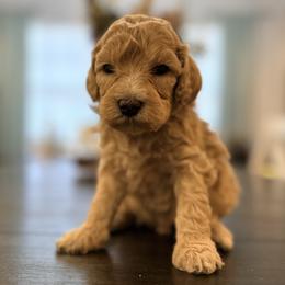 Willow - Cream female Goldendoodle puppy in Macclenny, Florida from Baker County Goldendoodles