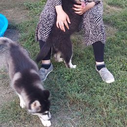 Alaskan Husky Puppies from Mawlawi Huskies