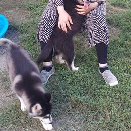 Alaskan Husky Puppies from Mawlawi Huskies
