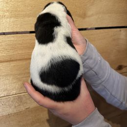 Female 2 - Black brown and white female Basset Hound puppy in Lindley, New York from Hill Top Basset Hounds & Cane Corso