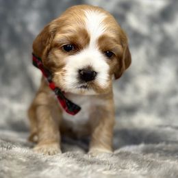 Cocker Spaniel Puppies from Bella Cavalier and Cockers